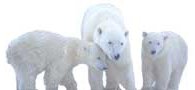 three polar bears